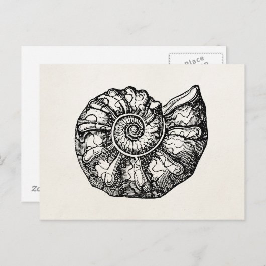 Sjabloon van de  Ammonite Seashell Fossil Shell Briefkaart (Voorkant / Achterkant)