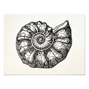 Sjabloon van de  Ammonite Seashell Fossil Shell Foto Afdruk