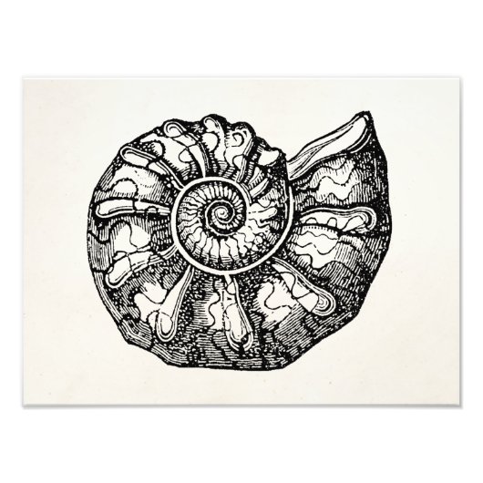 Sjabloon van de  Ammonite Seashell Fossil Shell Foto Afdruk (Voorkant)