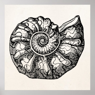 Sjabloon van de  Ammonite Seashell Fossil Shell Poster