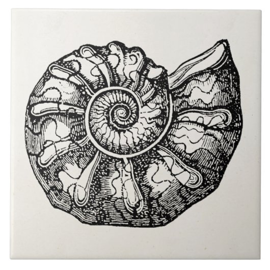 Sjabloon van de  Ammonite Seashell Fossil Shell Tegeltje (Voorkant)