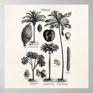 Sjabloon van de palmboom op het eiland Blank Poster