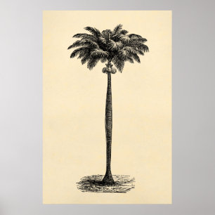 Sjabloon van de palmboom op tropische eilanden bl Poster