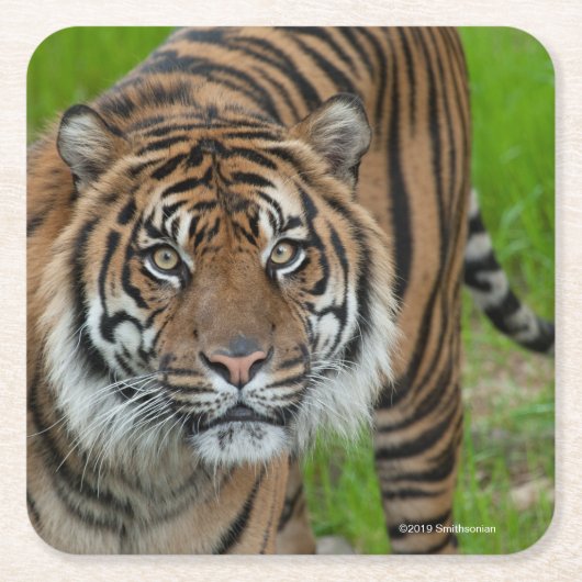 sjabloon vierkante kartonnen onderzetter (Voorkant)