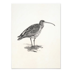 Sjabloon Vintage Curlew Wetland Bird Illustration  Foto Afdruk