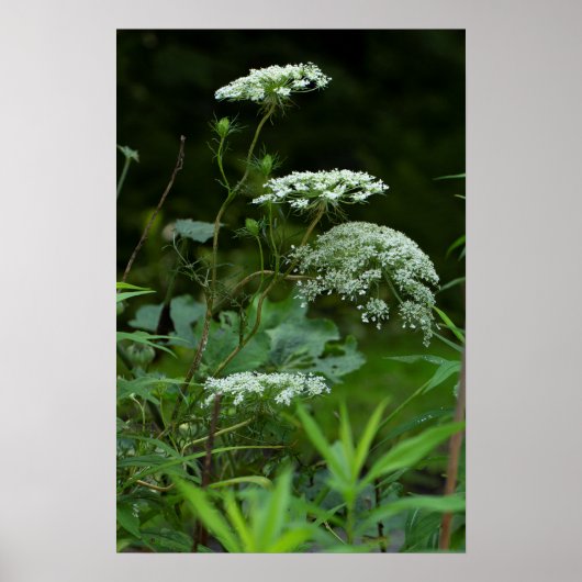 sjabloon voor poster (Voorkant)