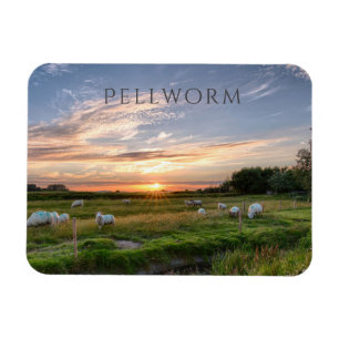 Sjeep Grazing, Sunset, Pellworm Island, Duitsland Magneet