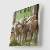 Sjeep Lambs Square Clock Vierkante Klok (Hoek)