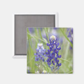 SJefferson Texas Bluebonnets Series #1 Magneet (Voorkant / Achterkant)