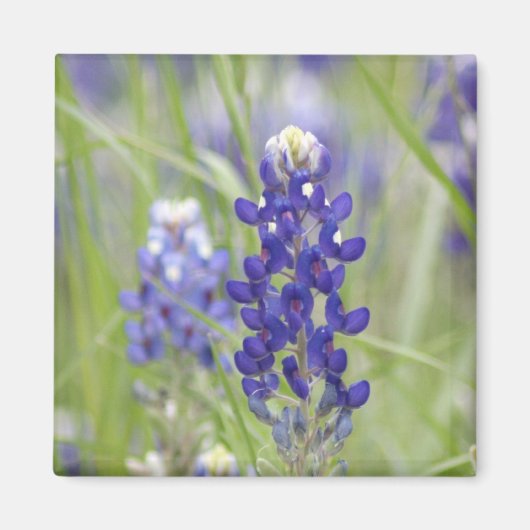 SJefferson Texas Bluebonnets Series #1 Magneet (Voorkant)