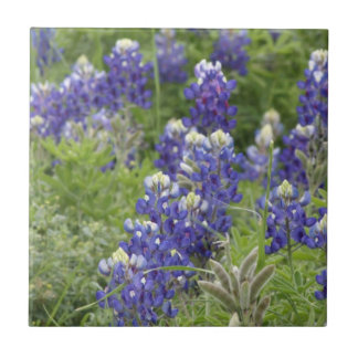 SJefferson Texas Bluebonnets Series #2 Tegeltje