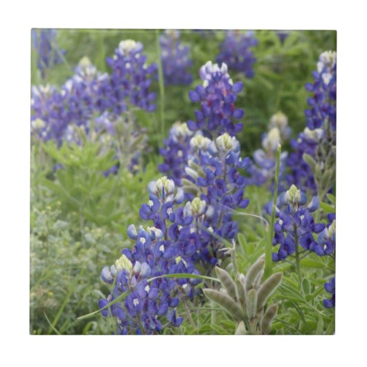 SJefferson Texas Bluebonnets Series #2 Tegeltje (Voorkant)