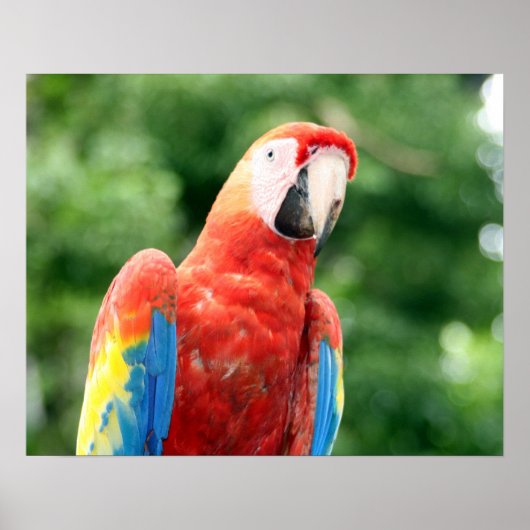 sjerpen macaw poster (Voorkant)