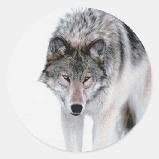 Sjoemelende wolf ronde sticker (Voorkant)