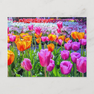 Skagit Valley Tulip Briefkaart