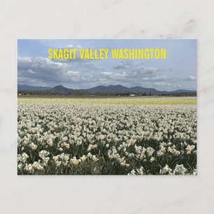 Skagit Valley Washington State Narcissenveld Briefkaart