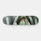 Skateboard Agave Aloe Vera Plante Photo Patinage (Horz)
