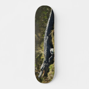 Skateboard Alligator se faisant dorer sur la rive d'un marais