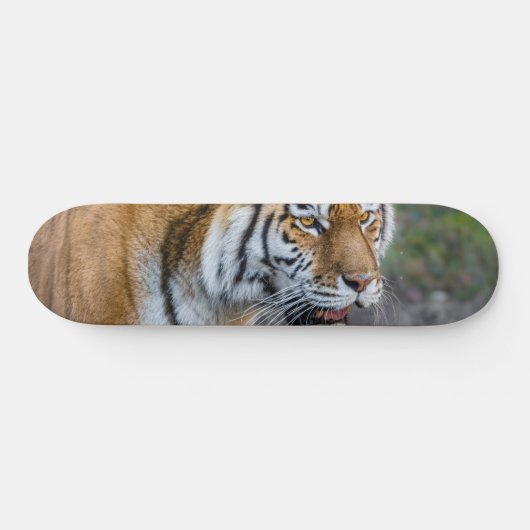 Skateboard Amur tiger (Horz)