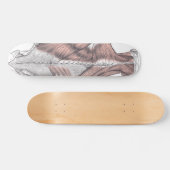 Skateboard Anatomie (Horz)