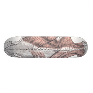 Skateboard Anatomie
