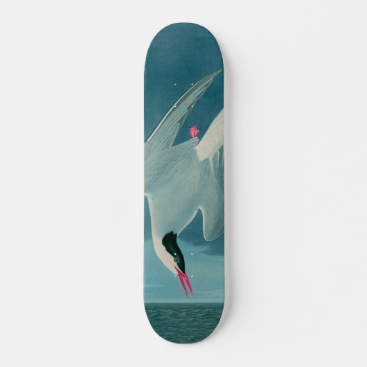 Skateboard Arctic Tern Birds of America Audubon (Devant)
