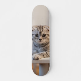 Skateboard Atento gato de raza fold escocés