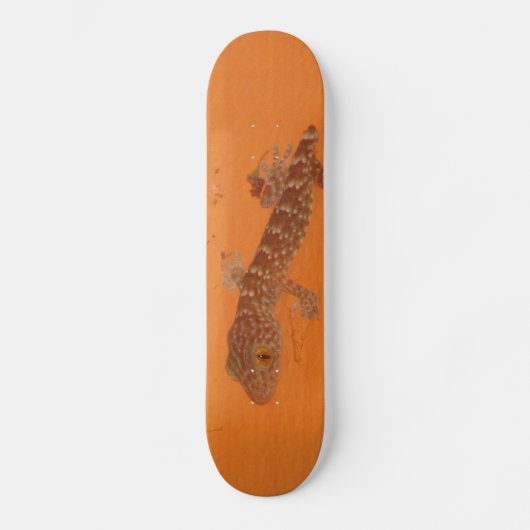 Skateboard Baby Tokay Gecko (Recto)