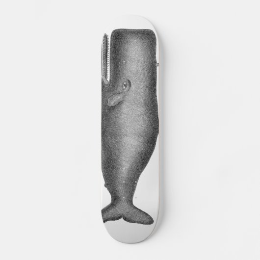 Skateboard Baleine vintage (Recto)