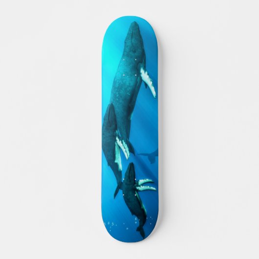 Skateboard Baleines de bosse (Devant)