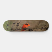 Skateboard Beau Cardinal du Nord (Horz)