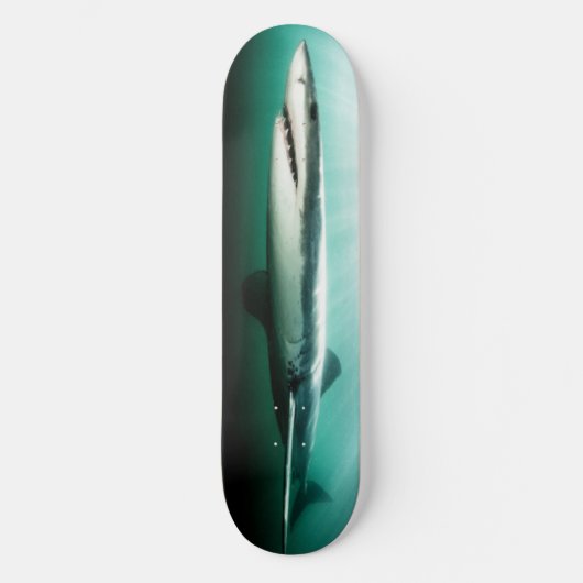 Skateboard  BEAUTIFUL Shark  Predator. (Recto)