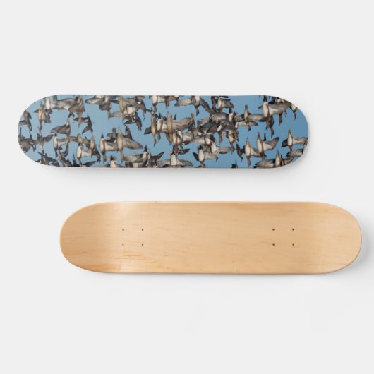 Skateboard Beaux canards d'hiver en vol (Horz)