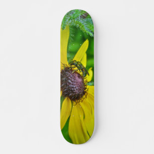 Skateboard Bee et Black Eyed Susan