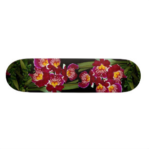 Skateboard Belle orchidée, hybride de miltonia