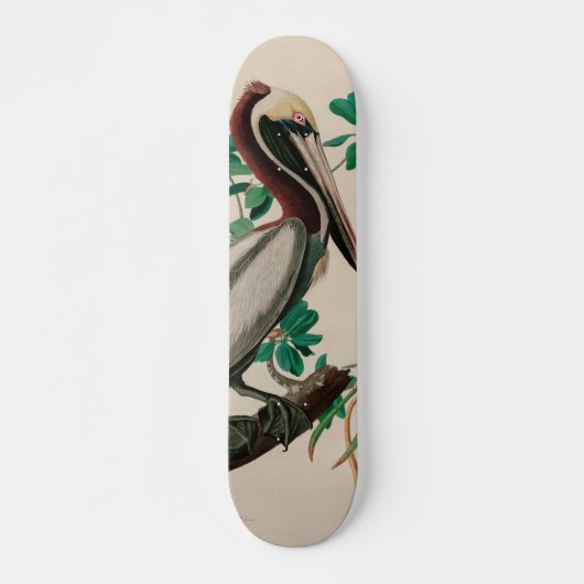 Skateboard Brown Pelican Birds of America Audubon (Devant)