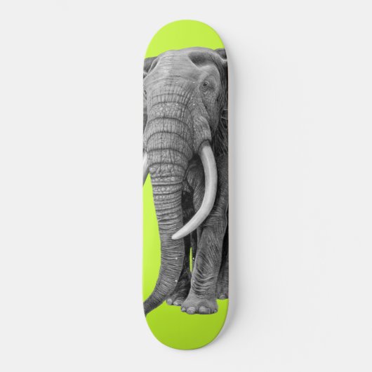 Skateboard Bull elephant (Recto)