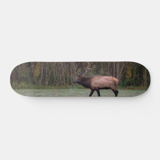 Skateboard Bull Elk Morning Walk (Horz)