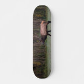 Skateboard Bull Elk Morning Walk (Devant)