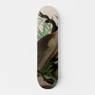 Skateboard Canada Goose Birds of America Audubon Print