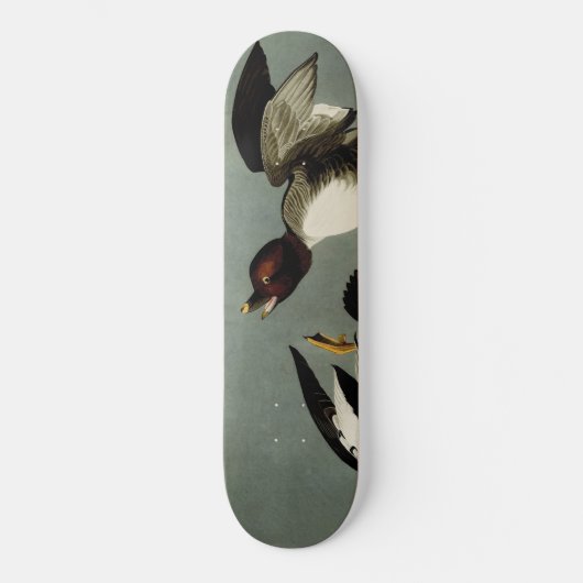 Skateboard Canard de mer à oeil doré (Recto)