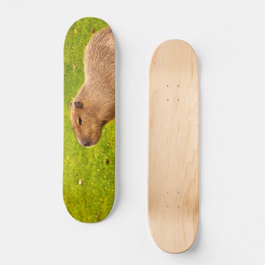 Skateboard Capybara (Recto)