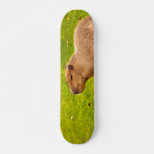Skateboard Capybara (Devant)