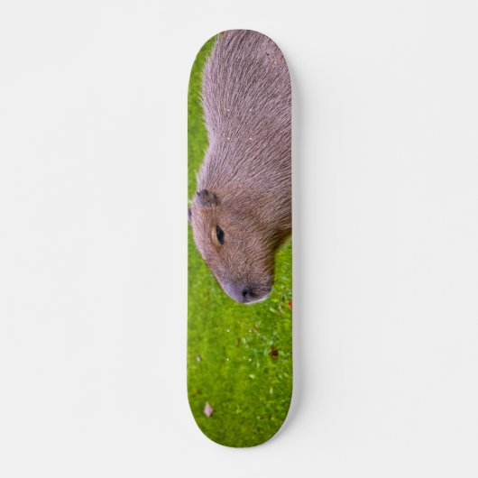 Skateboard Capybara Animal Incroyable (Devant)