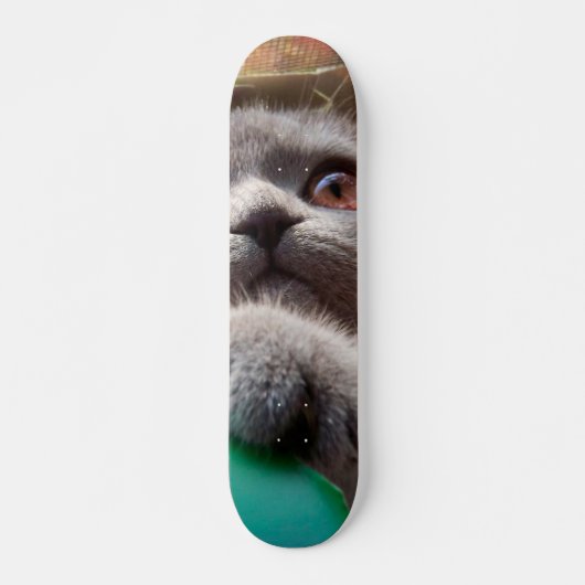 Skateboard Chat gris en carton (Devant)