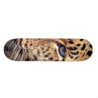 Skateboard Chat sauvage