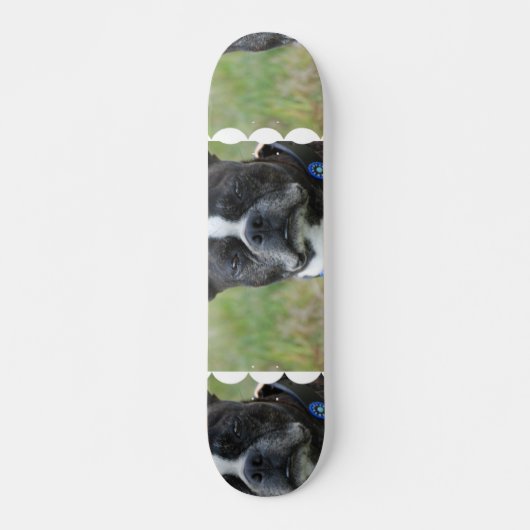 Skateboard Chien classique de Boston Terrier (Devant)