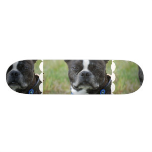 Skateboard Chien classique de Boston Terrier