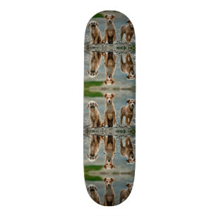 Skateboard Chiens mignons