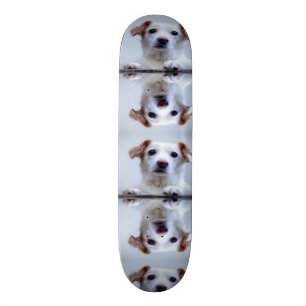 Skateboard Chiens mignons